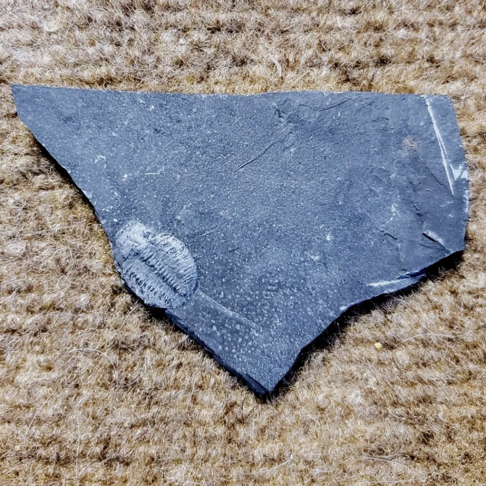 Trilobite Elrathia Fossils in Slate Stone Matrix - Delta Utah Set of 4